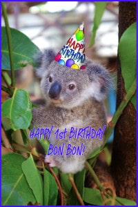 Bon Bon the koala
