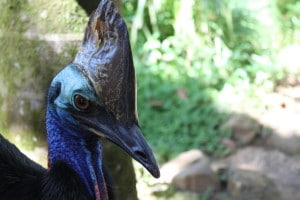southern cassowary