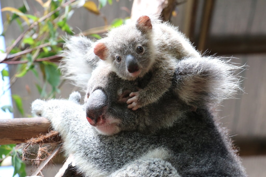 koala joeys