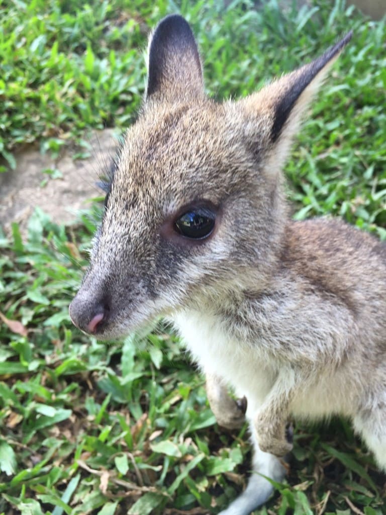 precious the wallaby joey