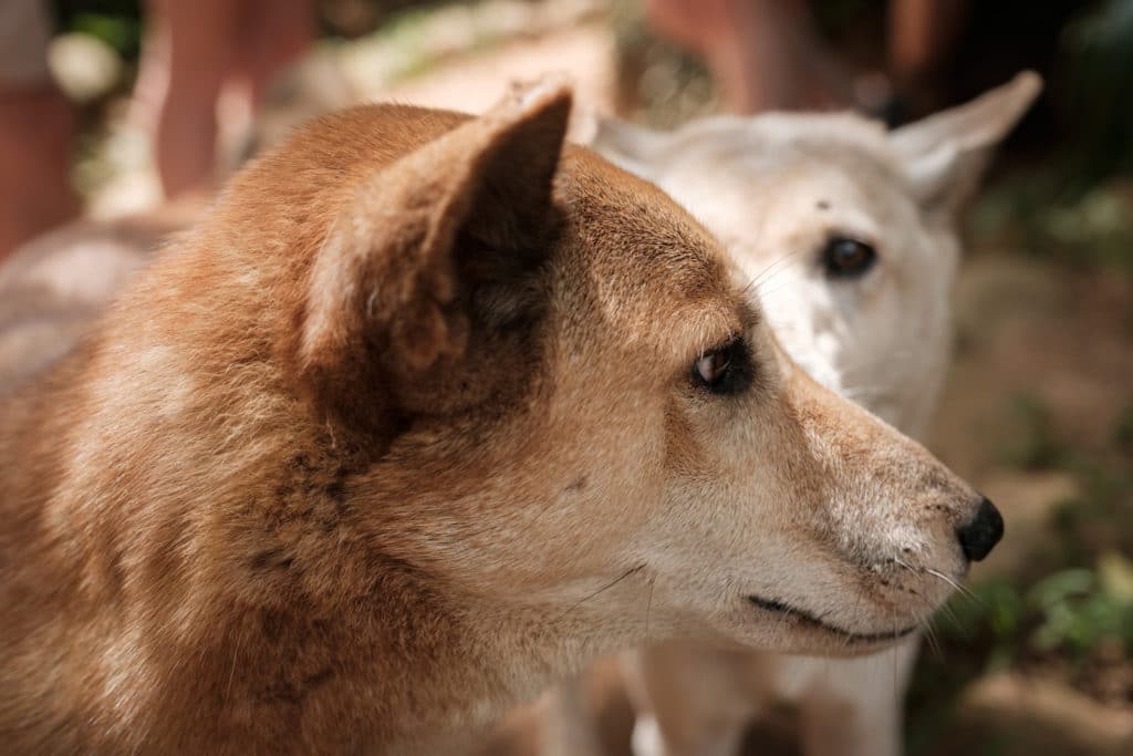 Dingoes at Rainforestation - Rainforestation Nature Park
