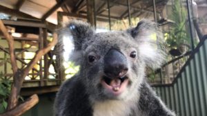 Kiah the Koala