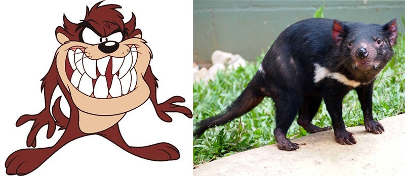 taz looney toons vs real life tasmanian devil