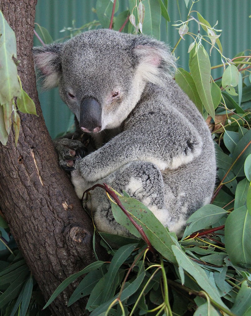 male breeding koala at wildlife habitat port douglas