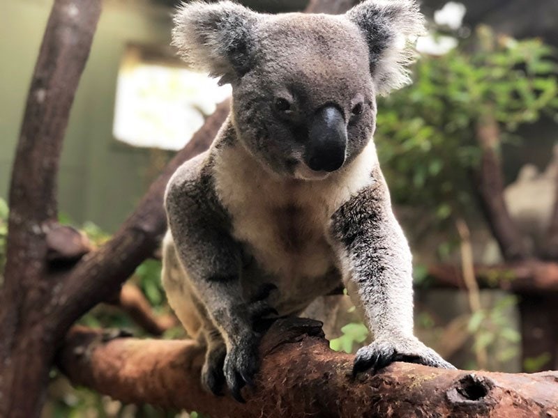 rainforestation breeding koala sunny male koala