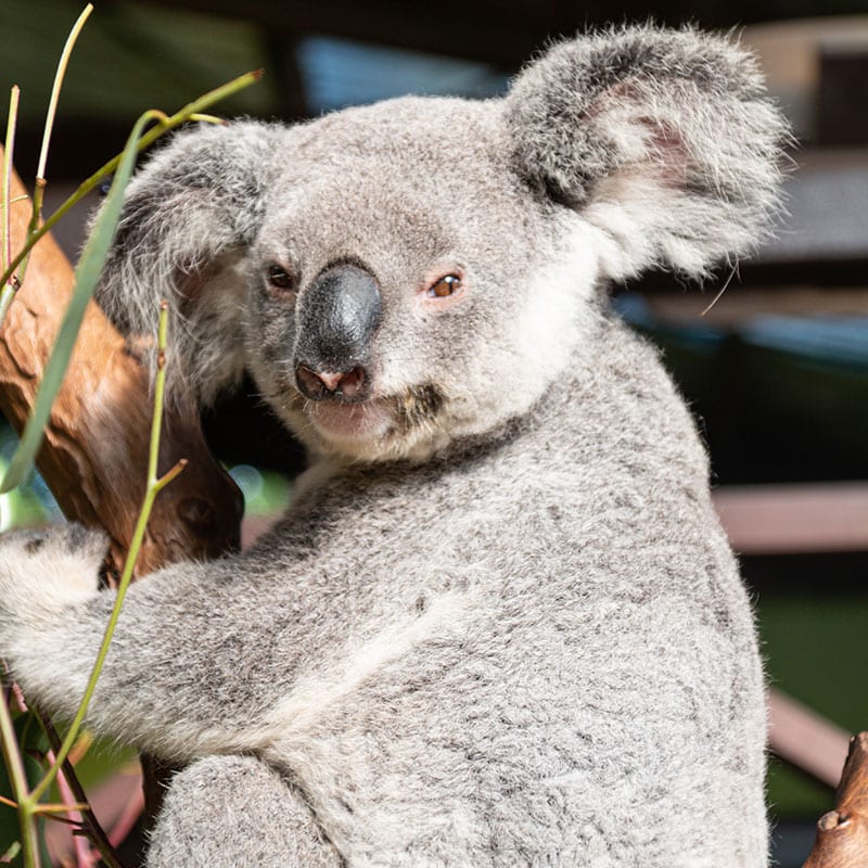 cairns rescue koala rainforestation nature park