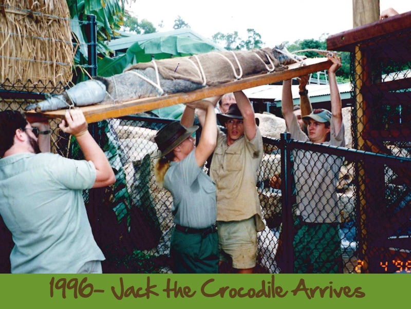 1990s crocodile transported to rainforestation