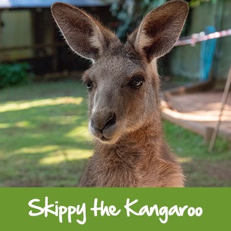 eastern grey kangaroo kuranda rainforestati