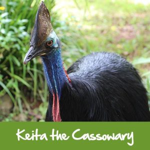 keita the cassowary rainforestation