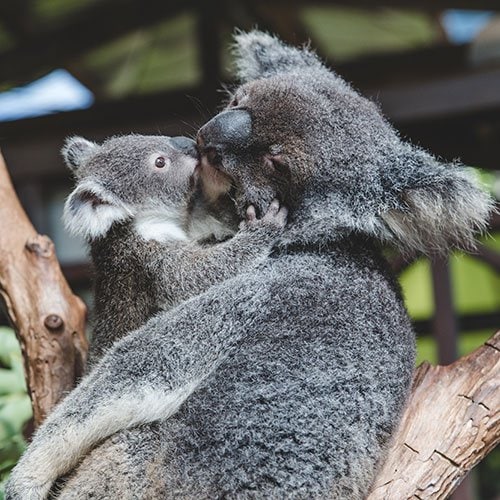 koala and koala joey rainforestation nature park