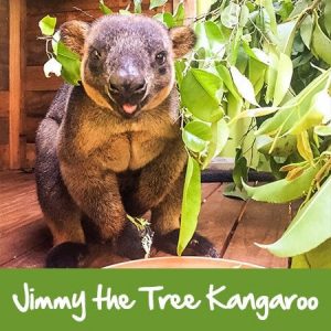 tree kangaroo rainforestation nature park