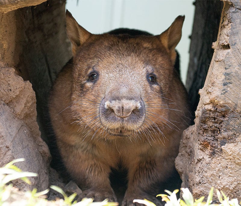 Wombat Rainforestation Nature Park Kuranda