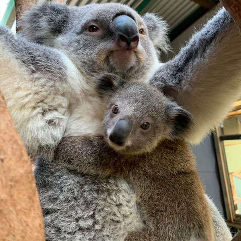 Koala Joey Naming Competition Rainforestation