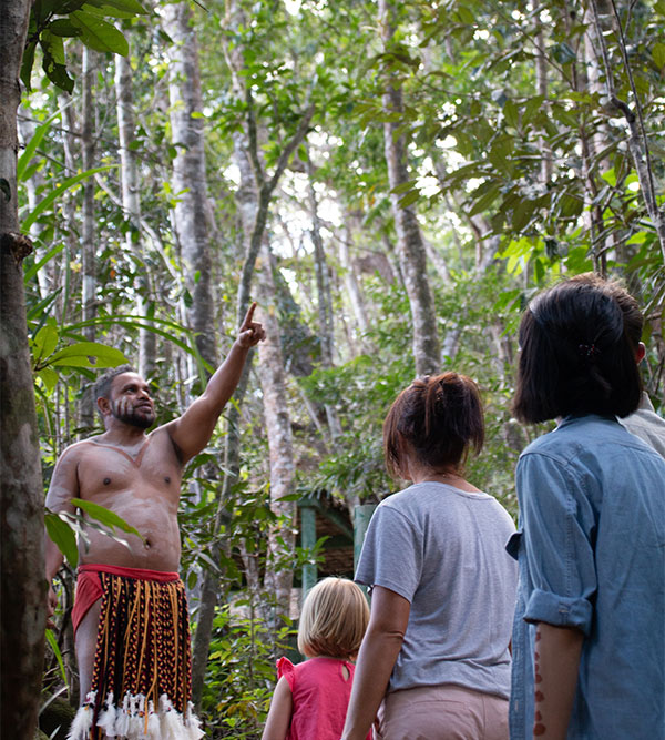 Cairns Rainforest Tour Rainforest Discovery Package