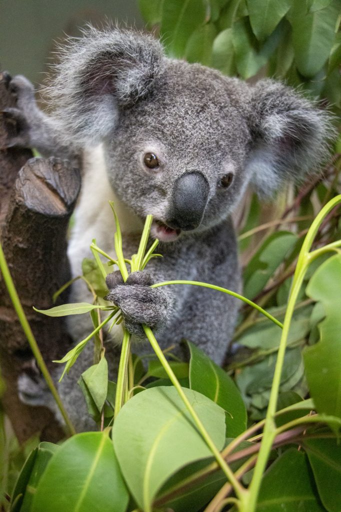 rainforestation-koala-joey