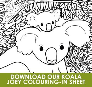 koala joey colouring in sheet button