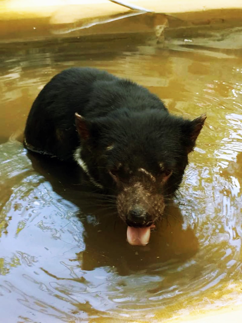 20 Amazing Facts about the Tasmanian Devil! — Bonorong Wildlife Sanctuary