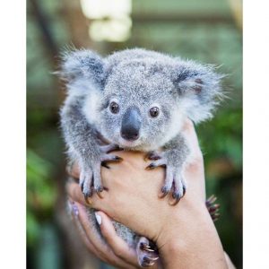 Bon Bon the Koala