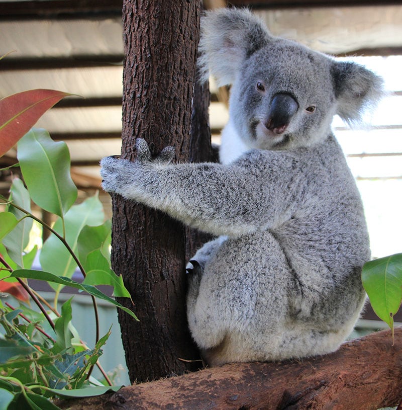 rescue koala kandy at rainforestation