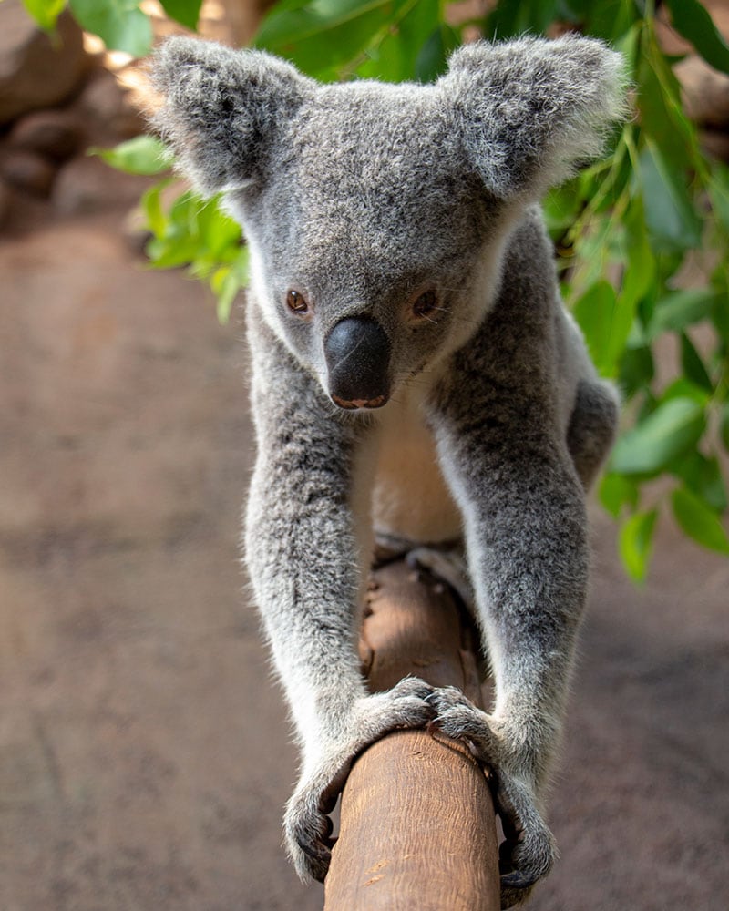 rescue koala willow at rainforestation nature park